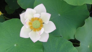 Lotusblüte; Bild zu: Dankbarkeitspäckchen packen
