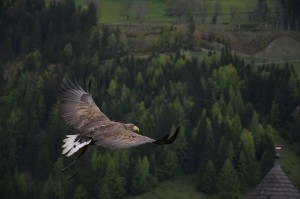 fliegender Greifvogel; Bild zu: Frei wie ein Vogel