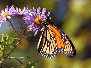 Schmetterling; Bild zu: Die Magie des Augenblicks