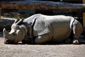 ruhendes Nashorn; Bild zu: Ausreichend Ruhe gönnen